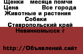 Щенки 4 месяца-помчи › Цена ­ 5 000 - Все города Животные и растения » Собаки   . Ставропольский край,Невинномысск г.